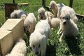 Kỷ lục thế giới chó chăn cừu đẻ 17 con một lứa 
