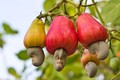 Loài cây "ngược đời" ở Việt Nam có hột ở ngoài quả 