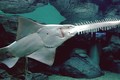 Loài cá kỳ lạ trang bị vũ khí khủng của Việt Nam
