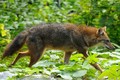 Ngắm vẻ đẹp hoang dại của sói rừng Việt Nam