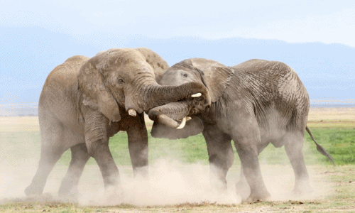 Xem voi khổng lồ đấu sumo giành quyền cai trị voi cái
