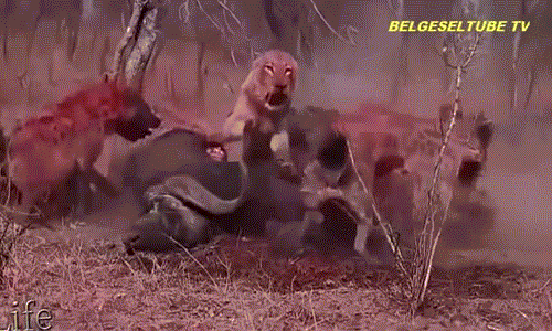 Xem linh cẩu cậy đông "đánh hội đồng" sư tử để cướp mồi