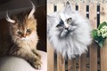 Điểm danh những siêu mèo mẫu xinh đẹp nhất thế giới 