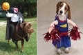Những trang phục hóa trang Halloween cực độc dành cho chó cưng