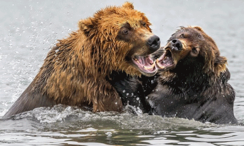 Anh em gấu nâu khổng lồ choảng nhau dữ dội dưới nước 