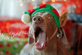Những chú chó cuồng Giáng sinh hơn cả con người