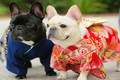 Chết mê với đàn chó Nhật Bản diện kimono đón năm mới