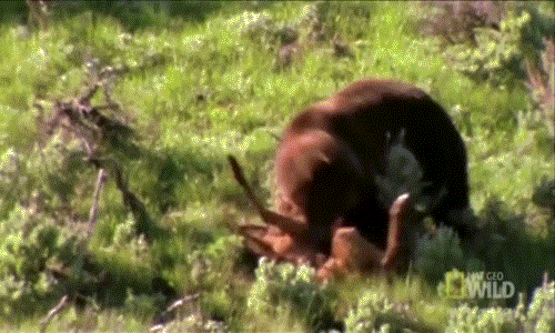 Gấu nâu khổng lồ nổi điên sát hại và ăn thịt hươu con