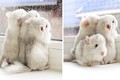 Chinchilla, loài "thỏ lai chuột" dễ thương không thể nào chịu nổi