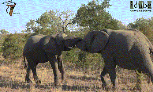 Trận đối kháng chứng minh thực lực của voi đực trẻ tuổi