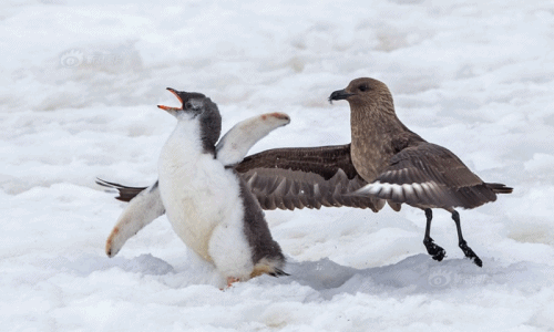 Thót tim cảnh cánh cụt con và chim biển đánh nhau tơi tả