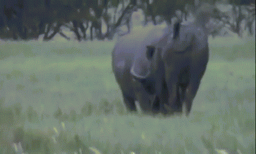Tê giác dạy dỗ trâu rừng hung hăng bằng bạo lực 