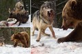 Gấu nâu khổng lồ hung hăng đánh cướp thịt hươu của sói xám