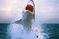 Kinh hoàng: 13 con cá mập suýt nhẩy khỏi bể kính nứt