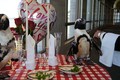 Cặp chim cánh cụt và hành trình hạnh phúc 23 mùa Valentine 
