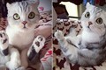 Chết mê cô mèo mắt to xinh đẹp nhất Nhật Bản 