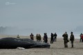 Cá voi lưng gù chết thảm dạt vào bờ ở New York