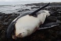 Phát hiện sốc trong xác cá voi sát thủ dạt bờ biển Anh 