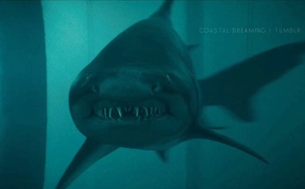 Hãi hùng những lần con người chịu đòn thảm bởi cá mập
