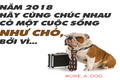 Xuân Mậu Tuất nếu ai chúc bạn sống như… cún, đừng vội nổi giận 