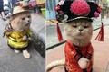 Gặp chú mèo “hoàng thượng” VN nổi tiếng thế giới 