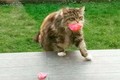 Mèo mang hoa tặng hàng xóm mỗi ngày "đốn tim" bao người