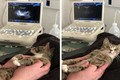Phản ứng cực hài khi mèo nhận ra mình mang thai 