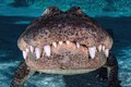 Hãi hùng cá sấu khổng lồ khoe răng trắng nhởn 