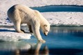 Gấu Bắc cực chết thảm vì tấn công người đến thăm 
