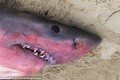 Cá mập trắng khổng lồ chết bí ẩn gây hoang mang