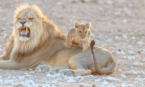 Vua sư tử bất lực khi bị con trai chơi khăm 