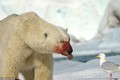 Gấu Bắc cực đẫm máu làm điều “dị” với chim mòng biển 