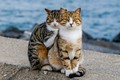Cặp mèo lang thang khiến con người "ghen" vì quá hạnh phúc