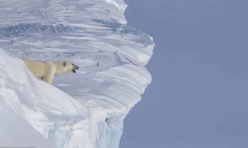 Gấu con rơi vách băng, gấu mẹ bất chấp làm điều kinh ngạc