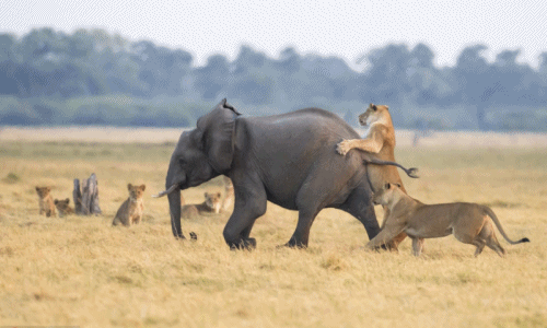 Sư tử lớn mật săn giết con voi ngay trước mặt mẹ 