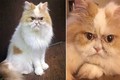 Chú mèo cau có hệt như Grumpy bỗng chốc nổi tiếng