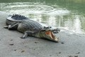 “Thót tim” cụ ông đánh nhau với cá sấu cứu chó cưng