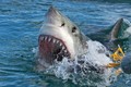 Câu được "quái thú" cá mập cực khỏe, ngư dân gặp điều kinh dị 