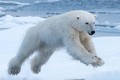 Gấu Bắc cực mạo hiểm săn giết cả hải mã ngàn cân