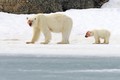 Mẹ con gấu Bắc cực săn giết hải cẩu bê bết máu 