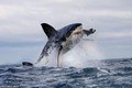 Cá voi sát thủ lộ diện, cá mập trắng sợ mất mật biến mất