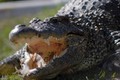 Choáng váng săn "siêu cá sấu" nặng 317kg, phá kỷ lục
