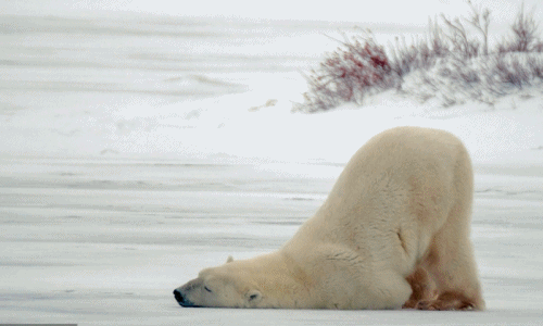 Gấu Bắc cực lười biếng đi săn, ủn mông mãi cực yêu