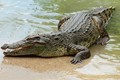 Mổ bụng cá sấu khổng lồ, phát hiện sự thật "run bần bật"