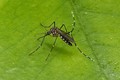 Muỗi hổ châu Á gây khiếp đảm khi tiếp tục gieo rắc dịch bệnh 