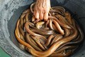 Người đàn ông suýt mất mạng vì cho lươn chui hậu môn chữa táo bón