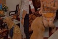 Video: Khoảnh khắc cún cưng xếp hàng nhận lì xì và cái kết 