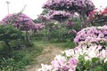 Mê mẩn ngắm sắc màu hoa giấy ở làng Phù Đổng