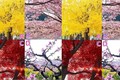 Trắc nghiệm tâm lý: Bạn chọn chụp ảnh cùng cây nào để thử vận ​​may 