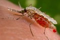 Sự thật khủng khiếp về đại dịch sốt rét trong lịch sử 